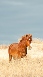 Outer Banks Wild Horse Wallpaper - iPhone 1080x1920