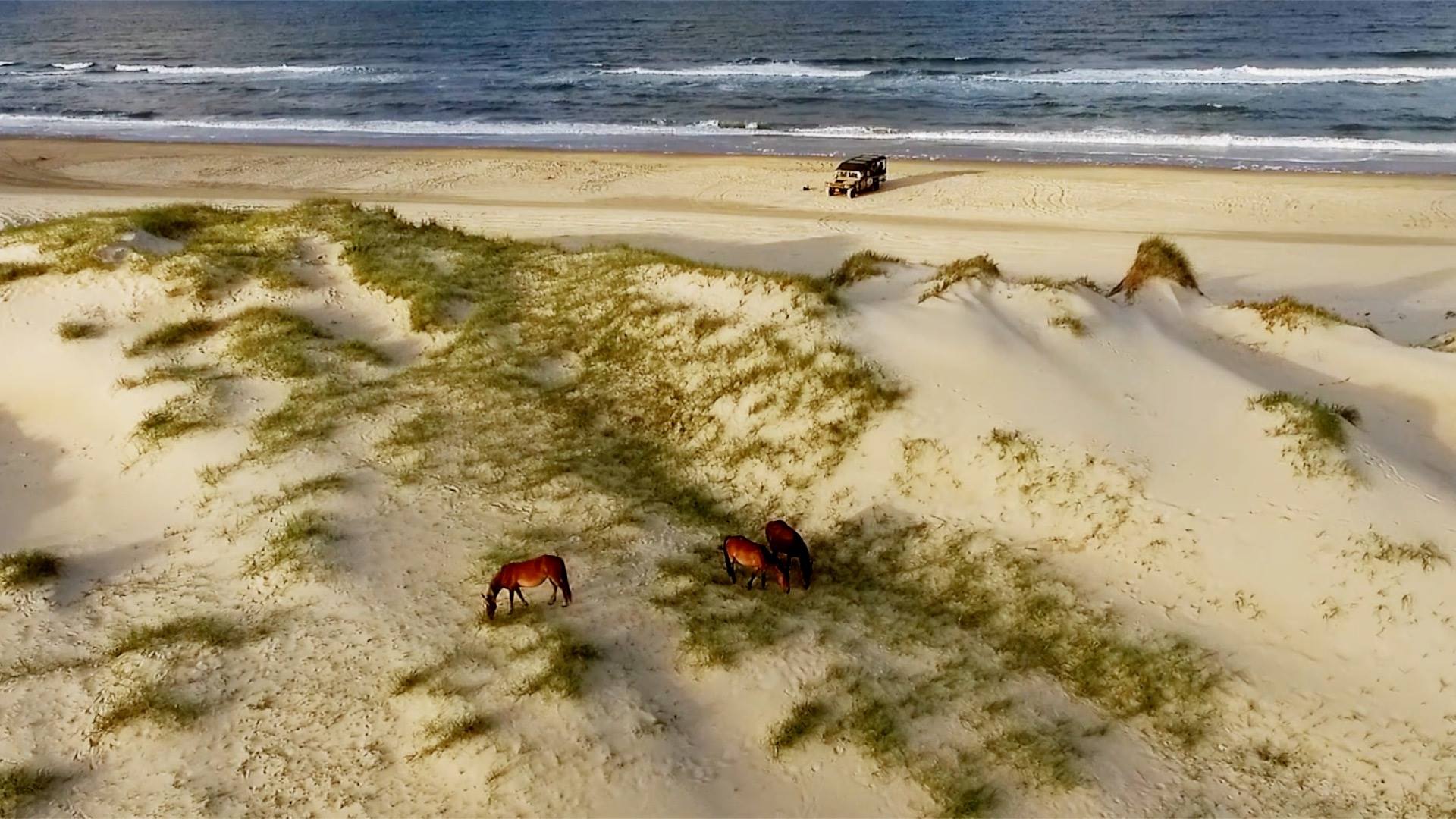 Currituck Outer Banks Blog  Why Currituck is a Sportsman's Paradise