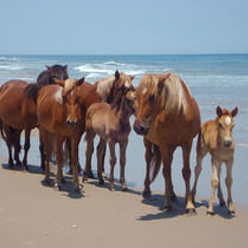 Corolla-Wild-Horses