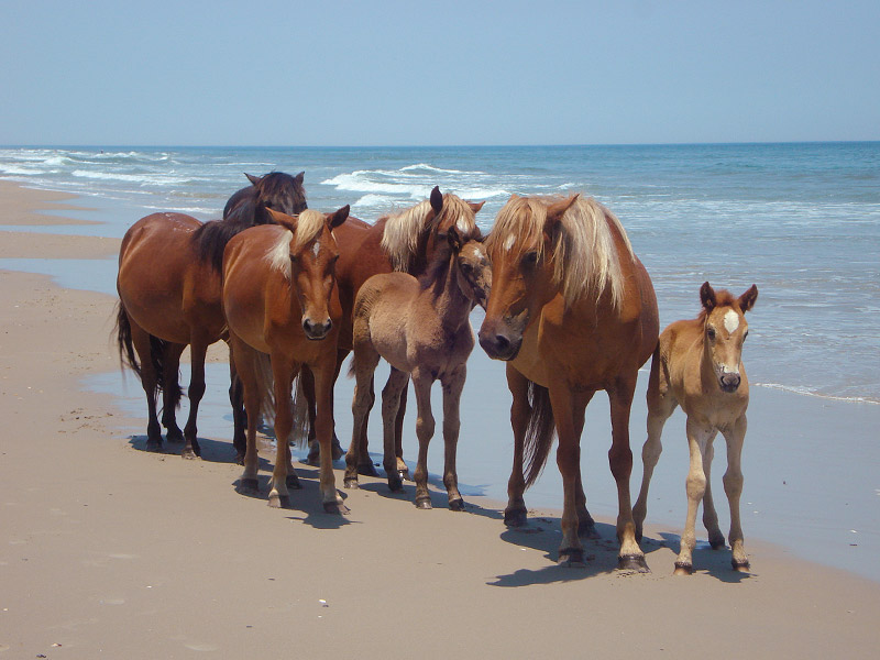 best wild horse tour in corolla nc