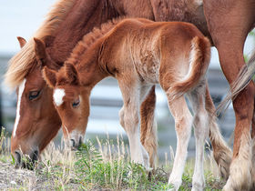 Wild Spanish Mustangs in Corolla