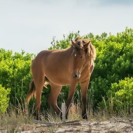 Wild Horses Button - Image of Horse