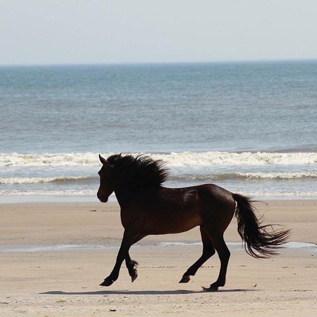 Outer Banks Wild Horses Corolla Horse Tours Currituck North Carolina View On Map