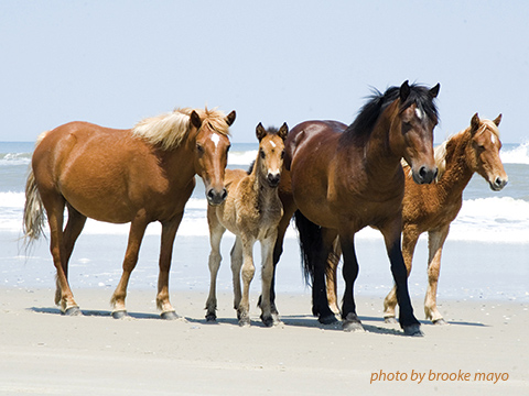 Wild horses in outer banks history