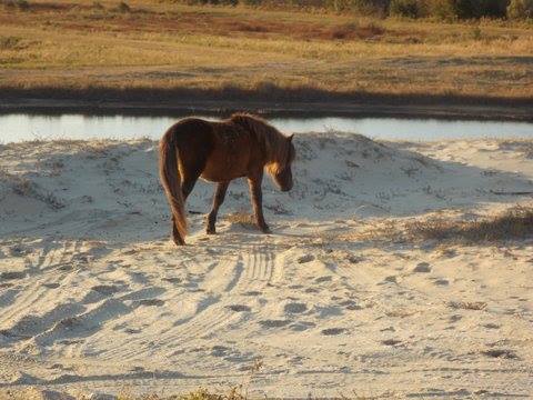 Gus taking his first steps in his new home. Photo: Corolla Wild Horse Fund Gus taking his first steps in his new home. Photo: Corolla Wild Horse Fund