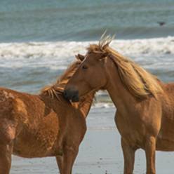 Corolla Wild Horses