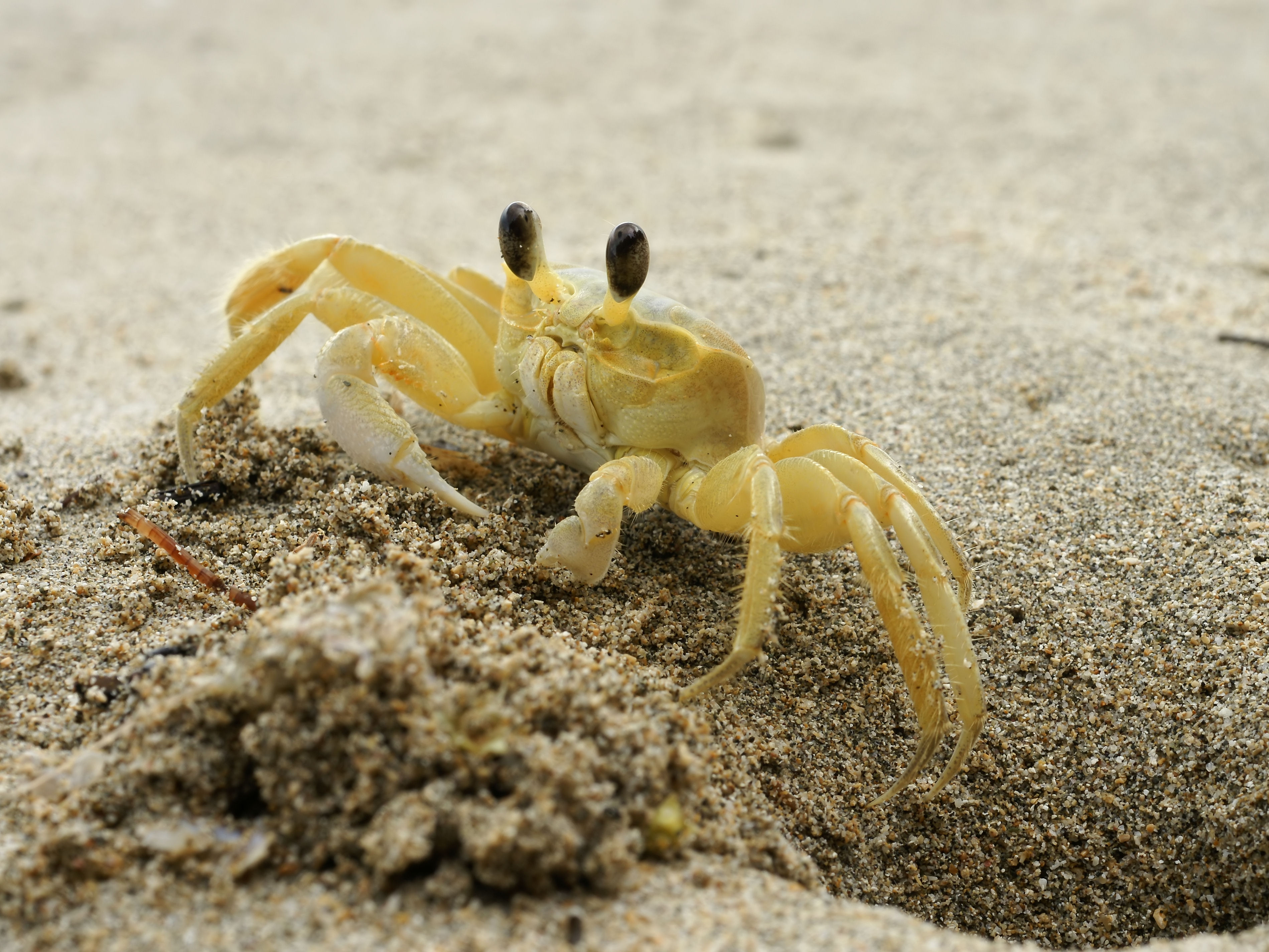 Ghost Crabs on the Outer Banks