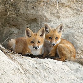 Wildlife Button - Image of Foxes