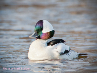 Waterfowl in Currituck County, NC