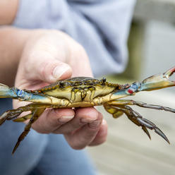 Crabbing