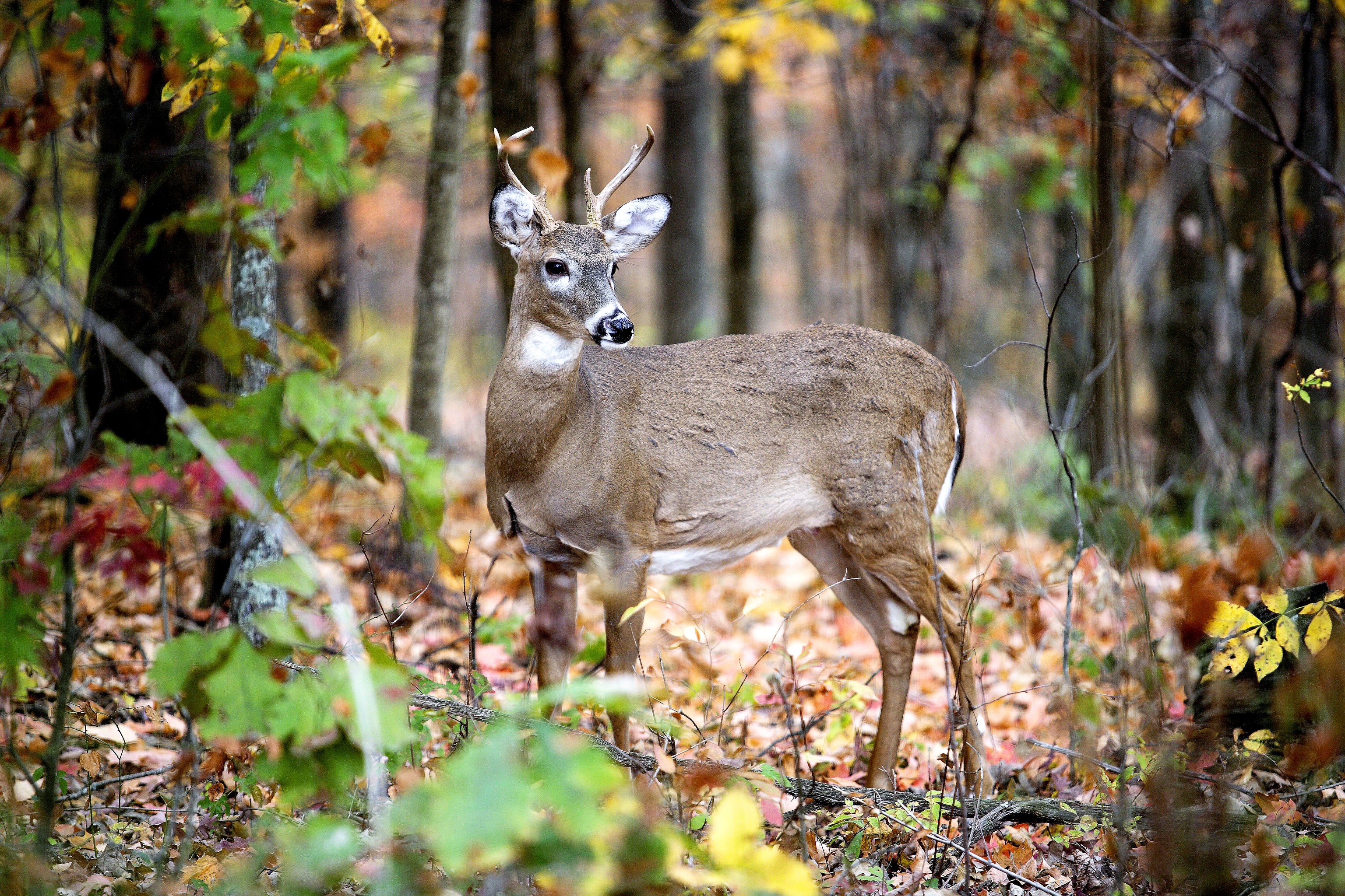 Deer Hunting Currituck Outer Banks