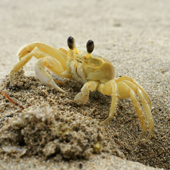 ghost crabs nags head
