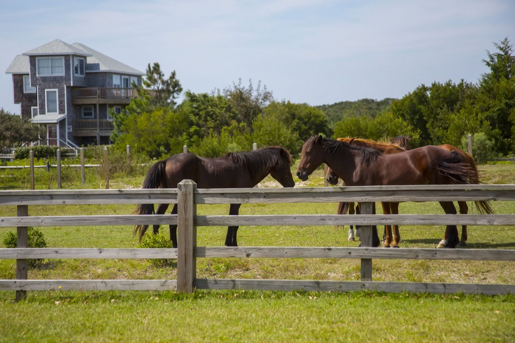 Outer Banks Wild Mustangs in Corolla