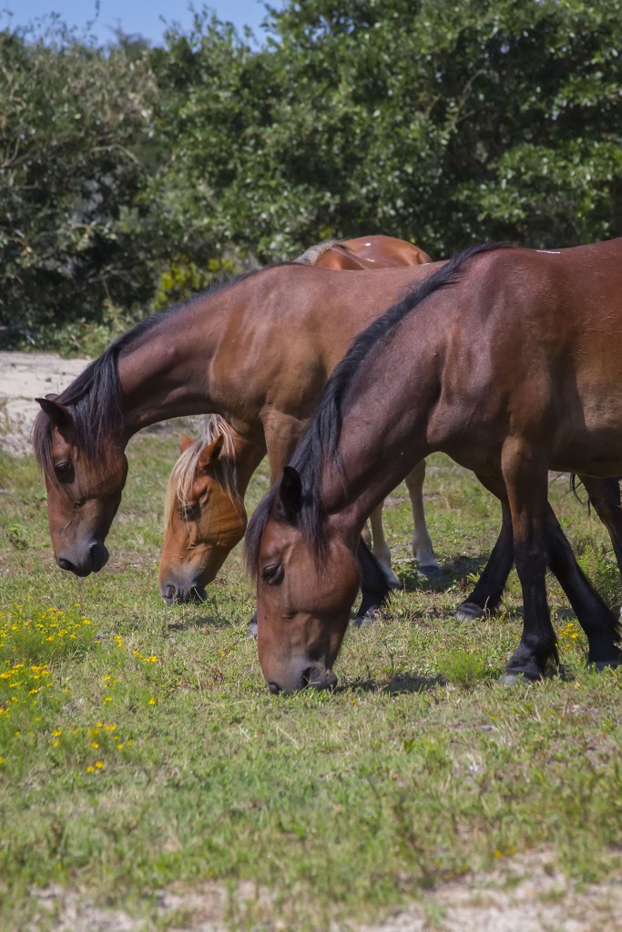 Currituck OBX Wild Horses