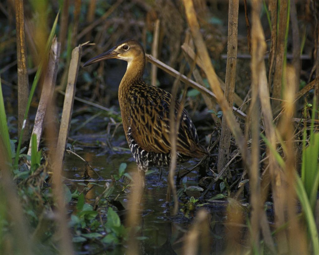 King Rail