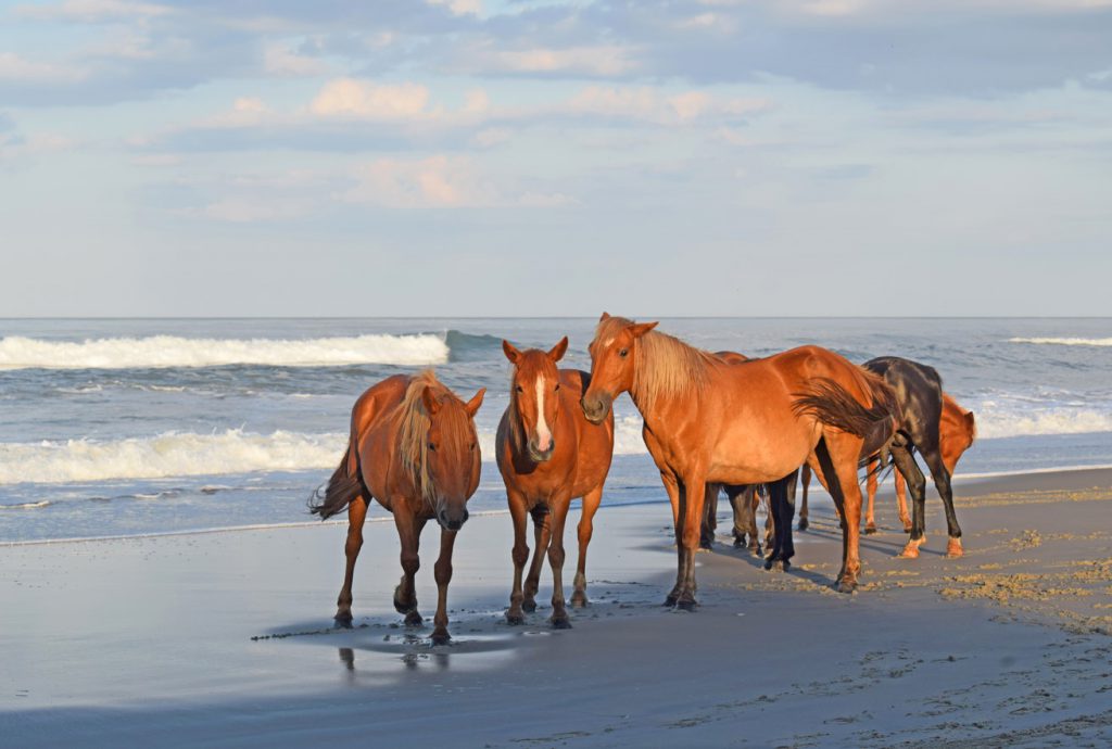 best wild horse tour in corolla nc