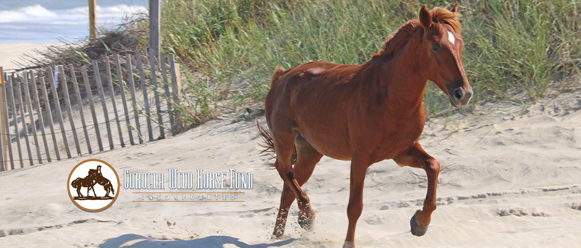 Corolla Wild Horse Fund - Corolla, NC