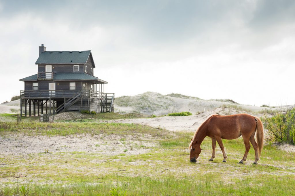 Corolla Wild Horses - Corolla, NC