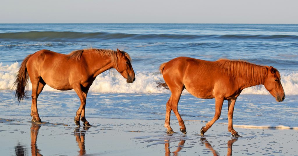 Corolla Wild Horses