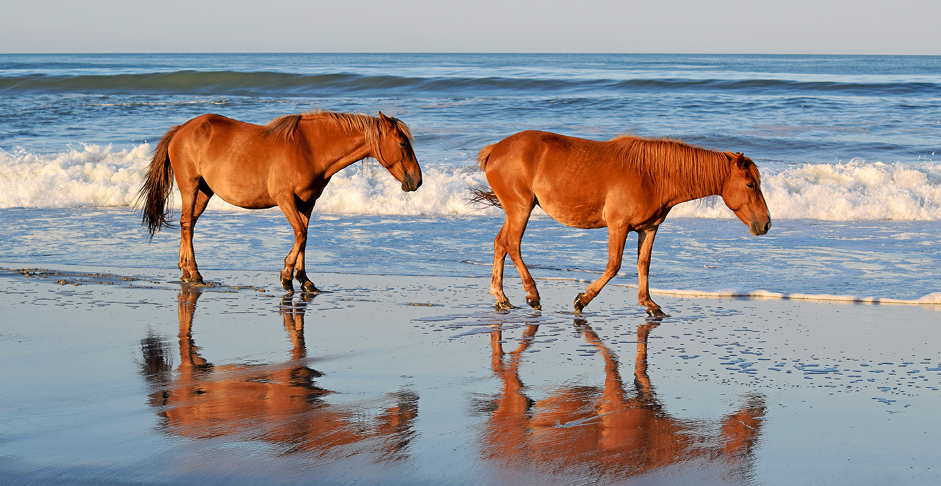Outer Banks Wild Horses | Corolla Horse Tours | Currituck North Carolina