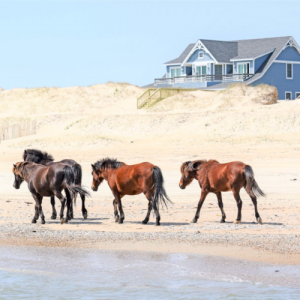 wild horses on the beach in corolla nc